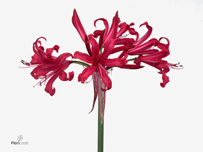 Nerine (Companion Grp) 'Mr John'