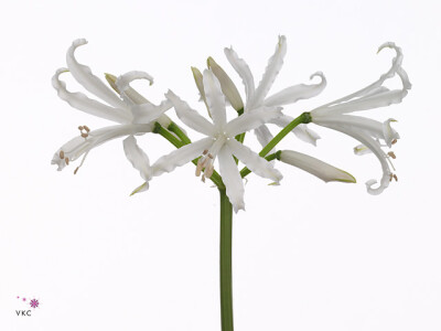 Nerine (Bowdenii Grp) 'Bianca-Linja'