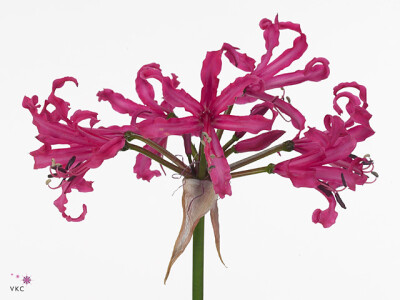 Nerine (Bowdenii Grp) 'Sanne'