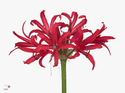 Nerine (Companion Grp) 'Desi'