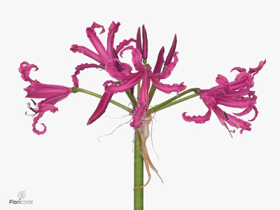 Nerine (Bowdenii Grp) 'Alexandra'