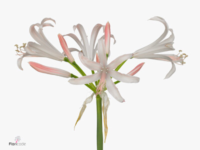 Nerine (Bowdenii Grp) 'Mila'