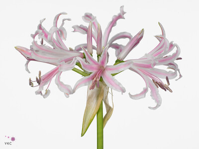 Nerine (Bowdenii Grp) 'Berenice'