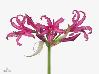 Nerine (Bowdenii Grp) 'Lady Senne'