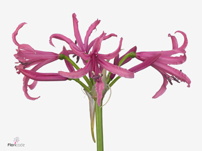 Nerine (Bowdenii Grp) 'Big Ben'