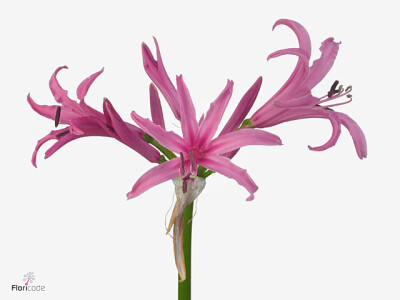 Nerine (Bowdenii Grp) 'Lady Pia'