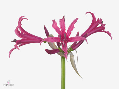 Nerine (Bowdenii Grp) 'Lady Dani'