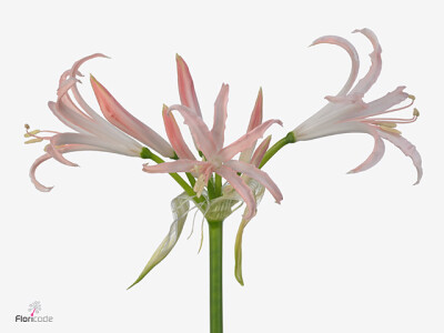 Nerine (Bowdenii Grp) 'Lady Lian'