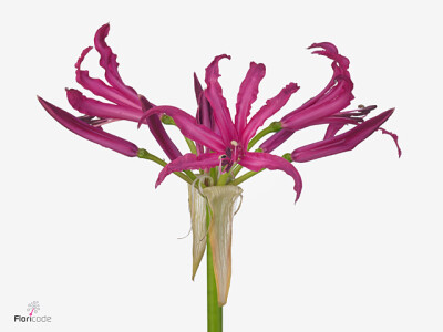 Nerine (Bowdenii Grp) 'Mister Nick'