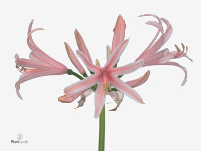 Nerine Elegance Casandra