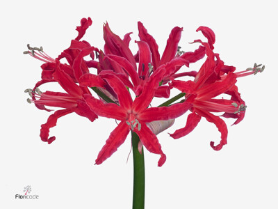 Nerine (Bowdenii Grp) Elegance Amor