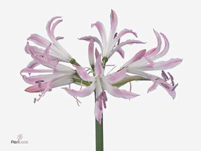 Nerine (Bowdenii Grp) Bicolor Lipstick