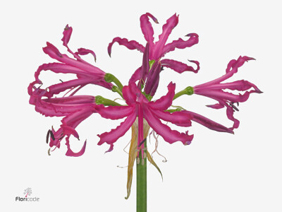 Nerine (Bowdenii Grp) 'Katjana'