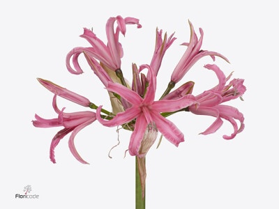 Nerine (Bowdenii Grp) 'Elegance Pink Spunky'