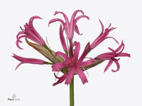 Nerine (Bowdenii Grp) 'Elegance Pink Sparkle'