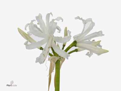 Nerine (Bowdenii Grp) 'Adele'