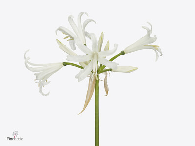 Nerine bowdenii 'Like a Virgin'