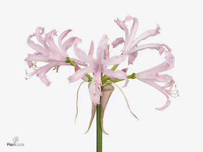 Nerine bowdenii 'Pink Wonder'