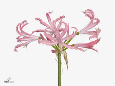 Nerine (Bowdenii Grp) 'Flugel'