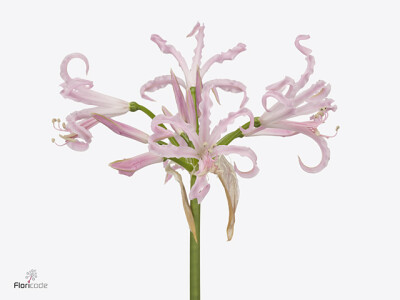 Nerine bowdenii 'Babydoll'