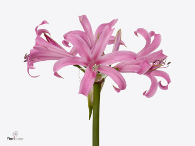 Nerine (Bowdenii Grp) 'Amandi'