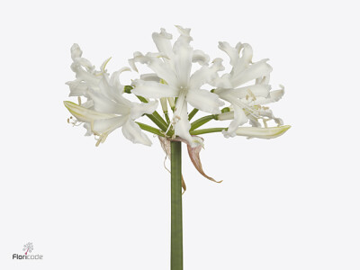 Nerine bowdenii 'White Tiger'