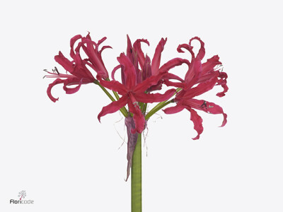 Nerine (Bowdenii Grp) 'Elegance Magenta Charm'