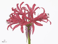 Nerine (Bowdenii Grp) 'Elegance Coral Charm'