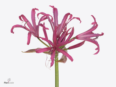 Nerine (Bowdenii Grp) 'Elegance Pinkfire'