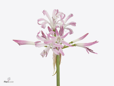 Nerine bowdenii 'Carnaval'