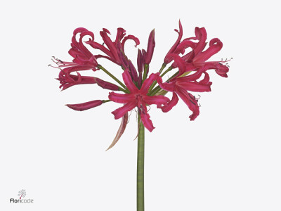 Nerine (Bowdenii Grp) Elegance Pearls of Cherry