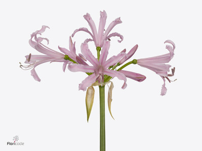 Nerine bowdenii 'Pink Piet'