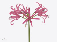 Nerine (Bowdenii Grp) 'Elegance Pink Charm'