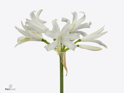 Nerine bowdenii 'Greenwald Emerald'