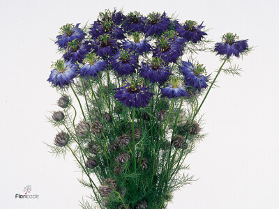 Nigella per bos damascena 'Miss Jekyll Oxfordblue'