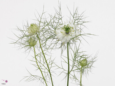 Nigella damascena 'White Lady'