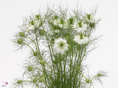 Nigella per bos damascena 'White Lady'