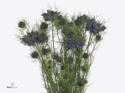 Nigella per bos damascena Artistic Blue