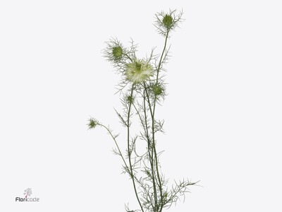 Nigella damascena Artistic White