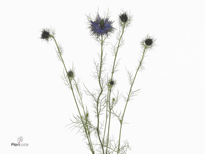 Nigella damascena Artistic Blue