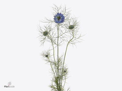 Nigella damascena 'Deep Sea Blue'