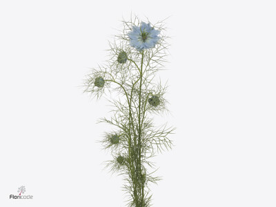 Nigella damascena 'Sky Blue'