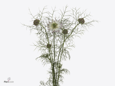 Nigella damascena 'Mystery White'