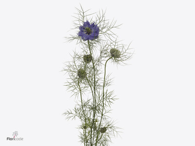 Nigella damascena 'Purple Rain'