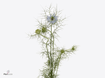 Nigella damascena 'Cloudy Lavender'