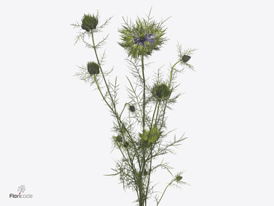 Nigella damascena 'Power Blue 2'