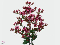 Origanum vulgare subsp. gracile 'Charm Purple'