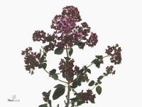 Origanum vulgare subsp. gracile 'Rose Charm'