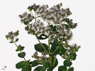 Origanum 'White Piry'