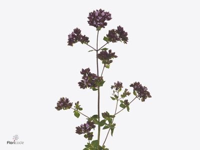 Origanum vulgare Gentle Breeze